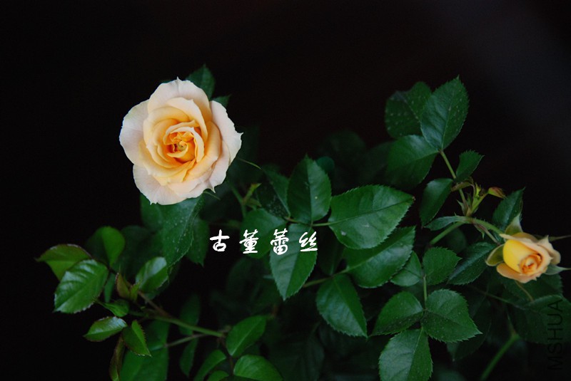 �Ŷ���˿�Ļ�.jpg