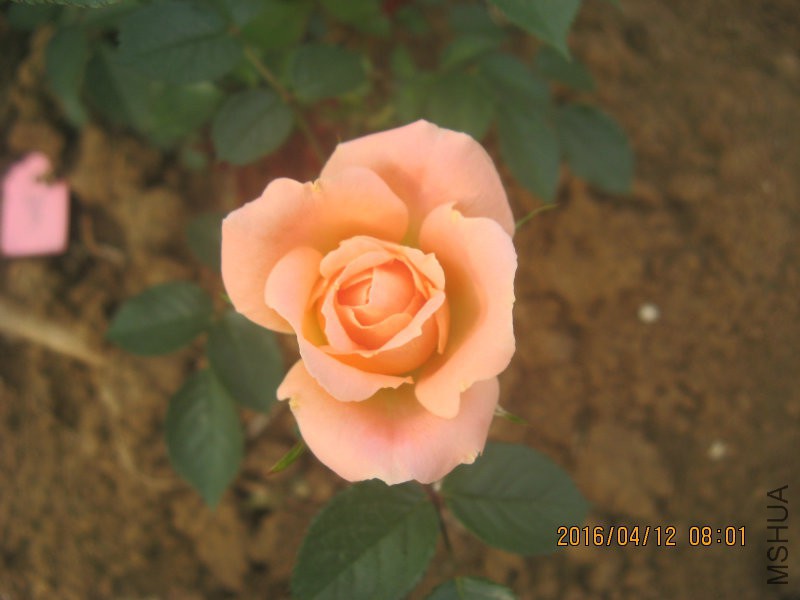 IMG_7328.JPG