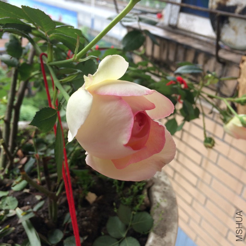 IMG_1294 - �?��.JPG