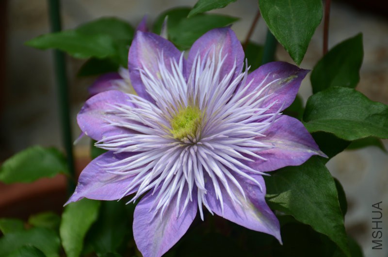 DSC_3220.JPG