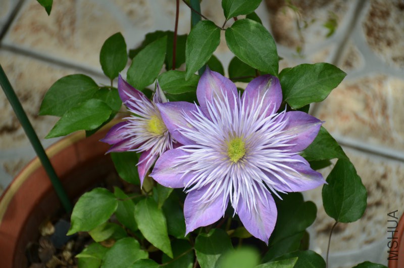 DSC_3221.JPG