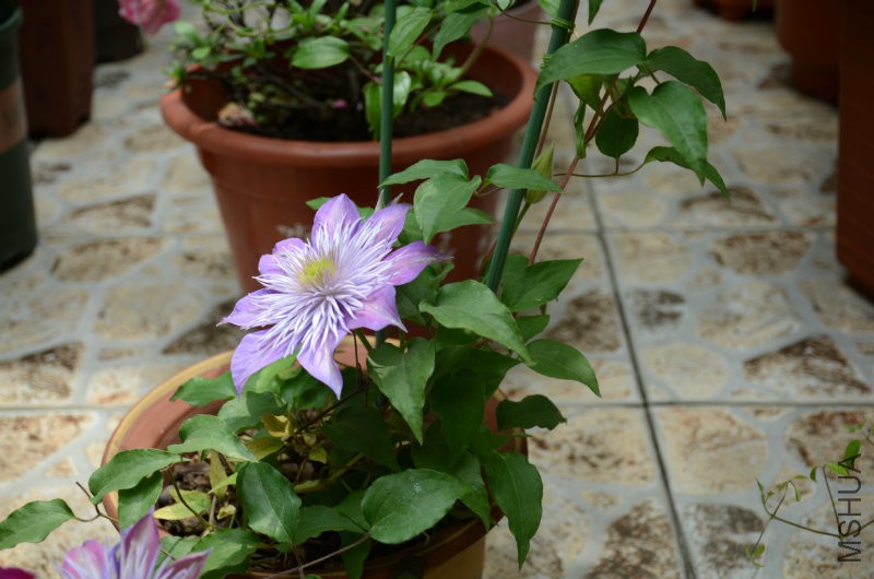 DSC_3222.JPG