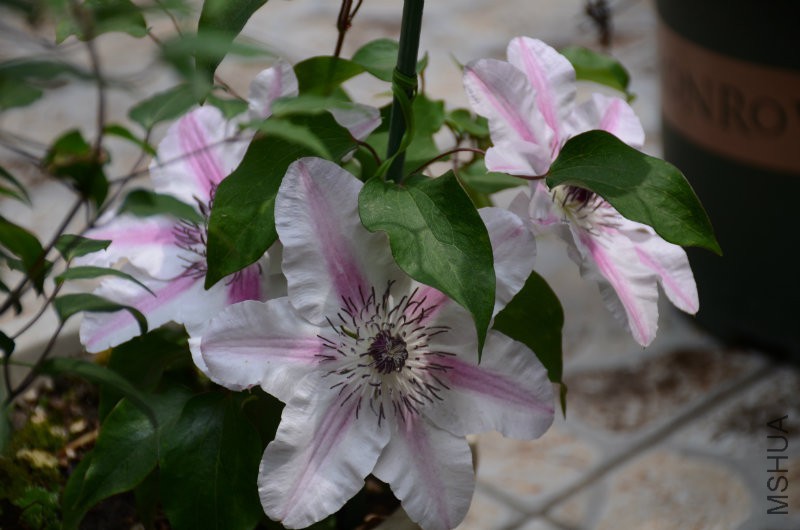 DSC_3215.JPG