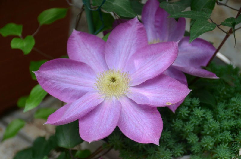 DSC_3217.JPG