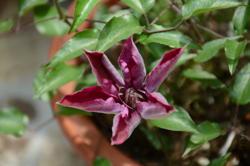 DSC_3223.JPG