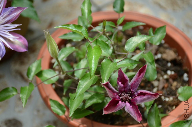 DSC_3224.JPG