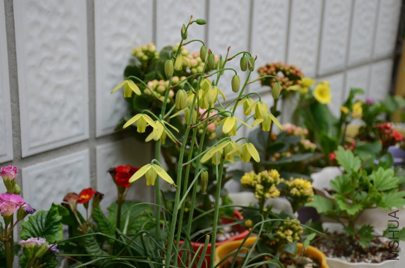 DSC_3242.JPG