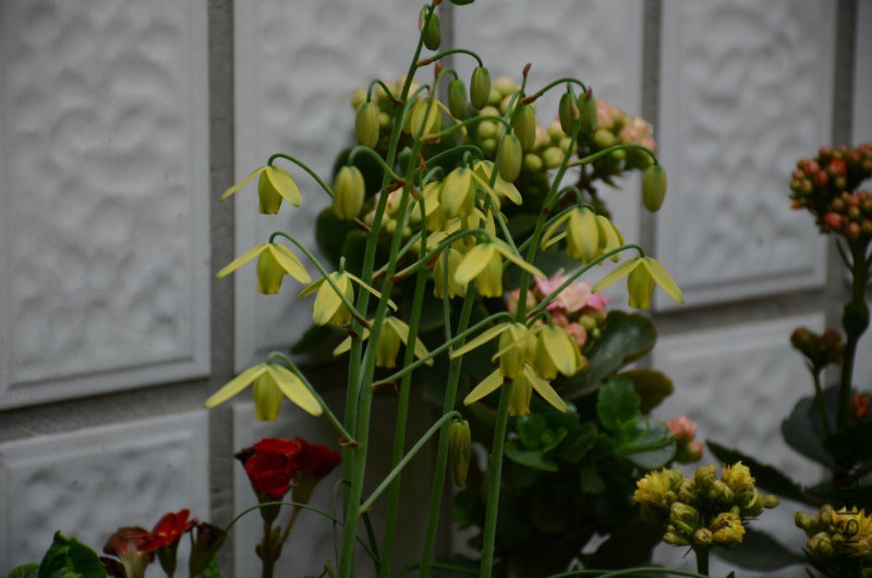 DSC_3243.JPG