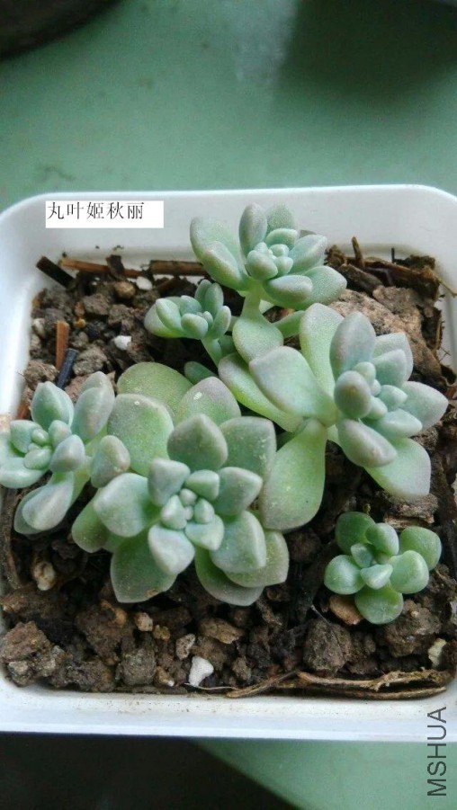 psb (1).jpg