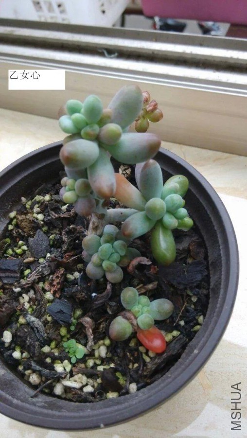 psb (9).jpg
