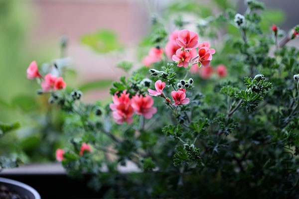 IMG_8209.JPG