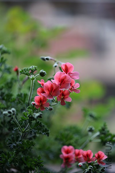 IMG_8211.JPG