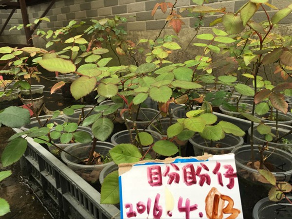 QQͼƬ20160413191704.jpg