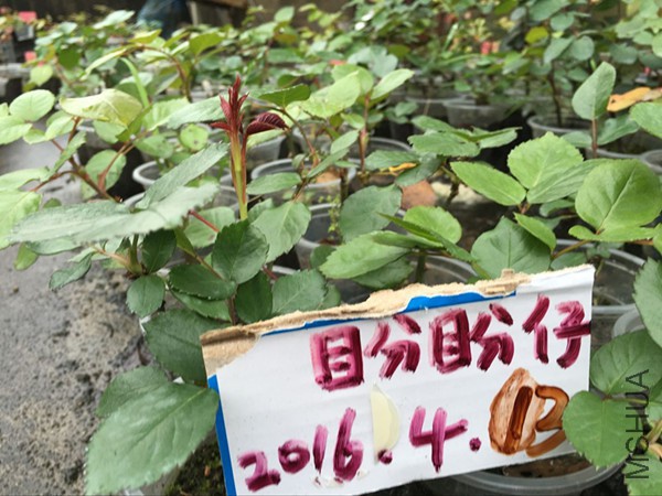 QQͼƬ20160413191714.jpg