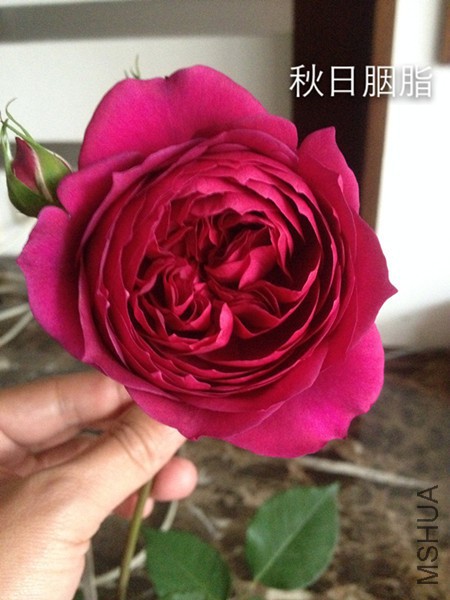 IMG_1841.JPG