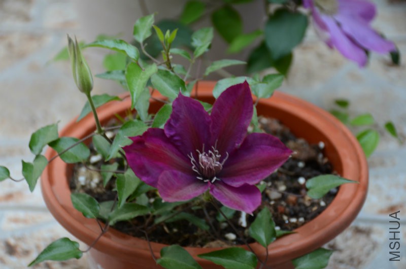 DSC_3267.JPG