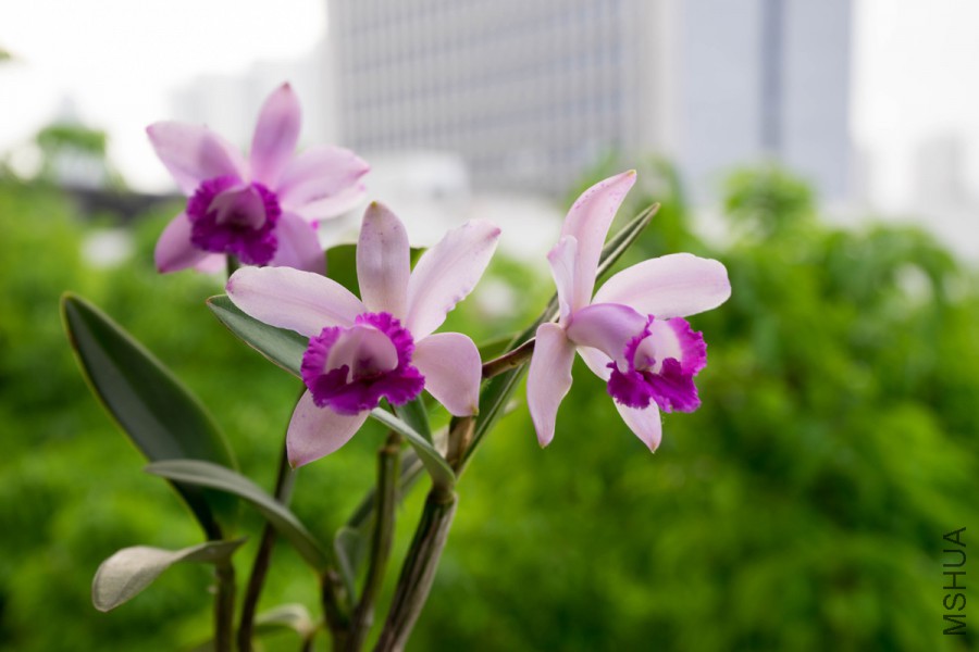 20160412-DSC00652.jpg