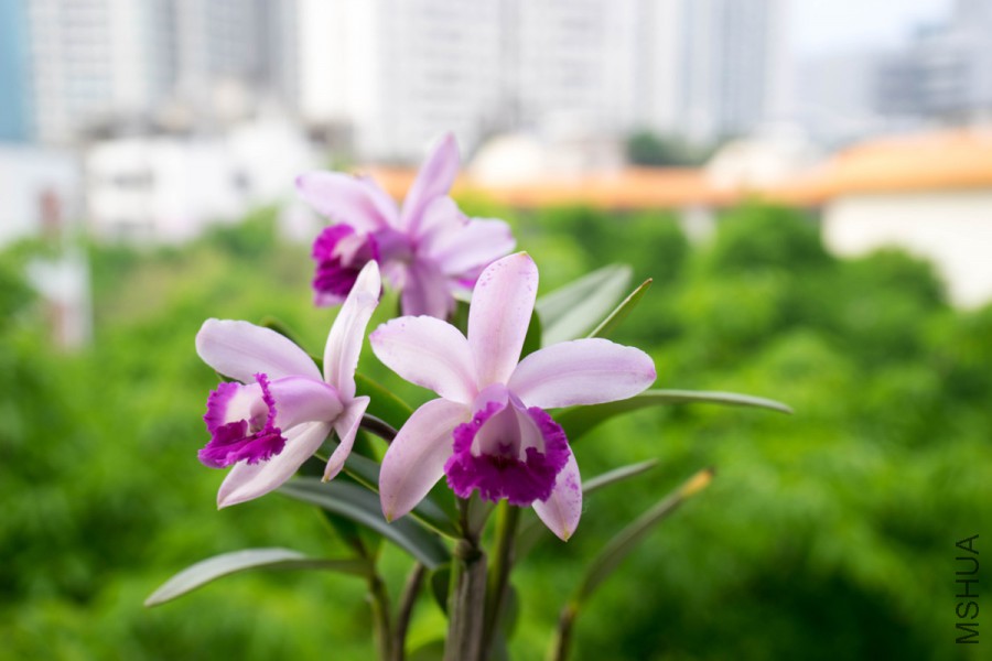 20160412-DSC00654.jpg