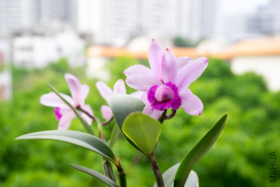 20160412-DSC00658.jpg