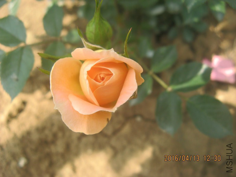 �Ա����и�С���ڿ�ʼ���ˡ�