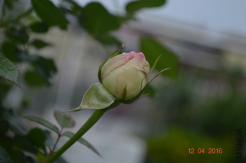 DSC_0024.JPG