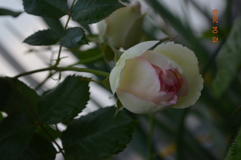 DSC_0025.JPG