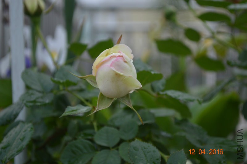 DSC_0026.JPG