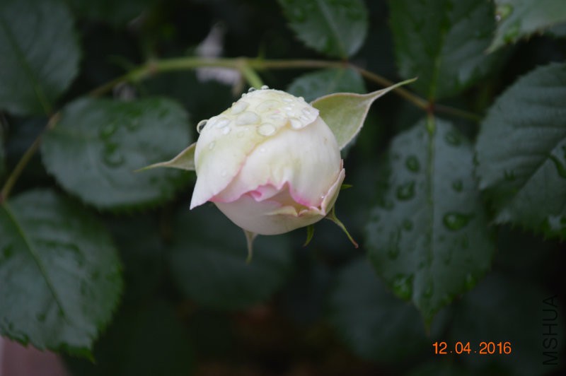 DSC_0028.JPG