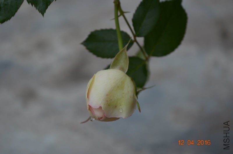 DSC_0029.JPG
