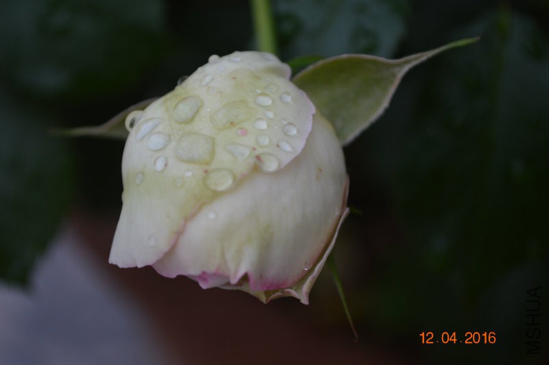 DSC_0030.JPG
