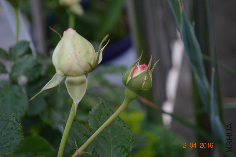 DSC_0032.JPG