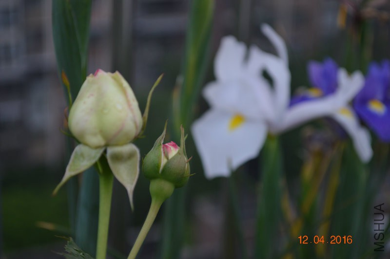 DSC_0033.JPG