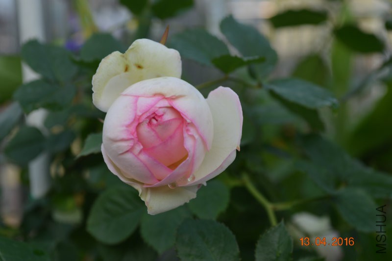 DSC_0074.JPG