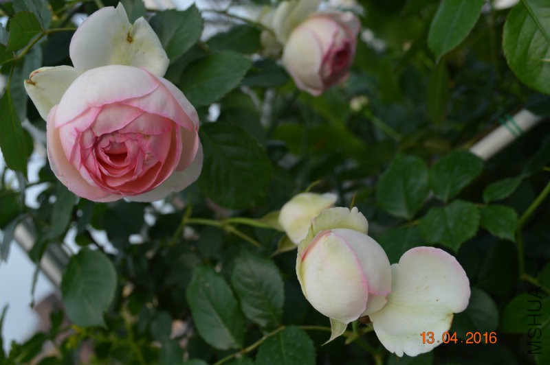 DSC_0077.JPG