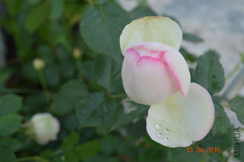 DSC_0078.JPG
