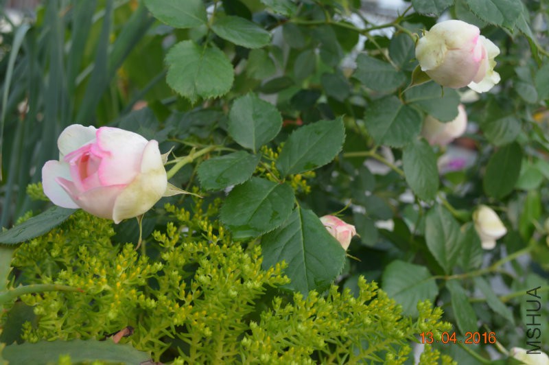 DSC_0079.JPG