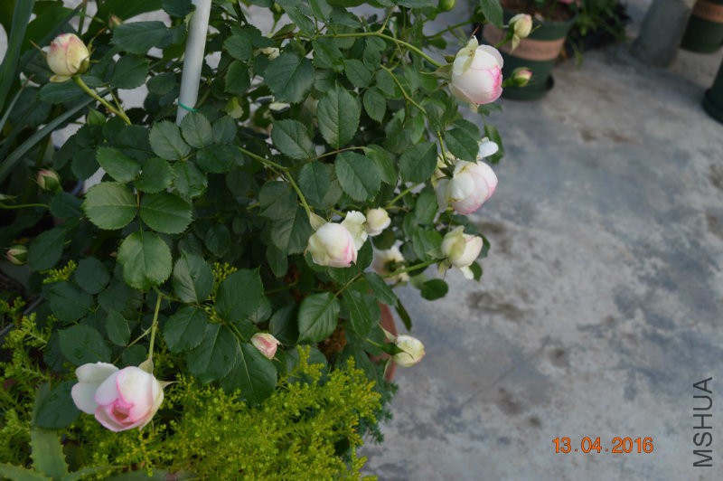 DSC_0080.JPG