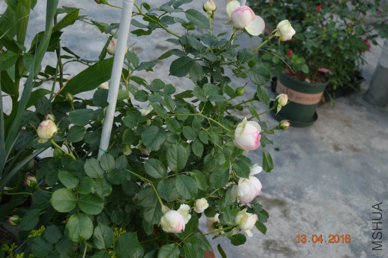 DSC_0081.JPG