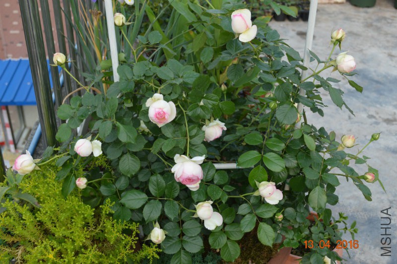 DSC_0082.JPG