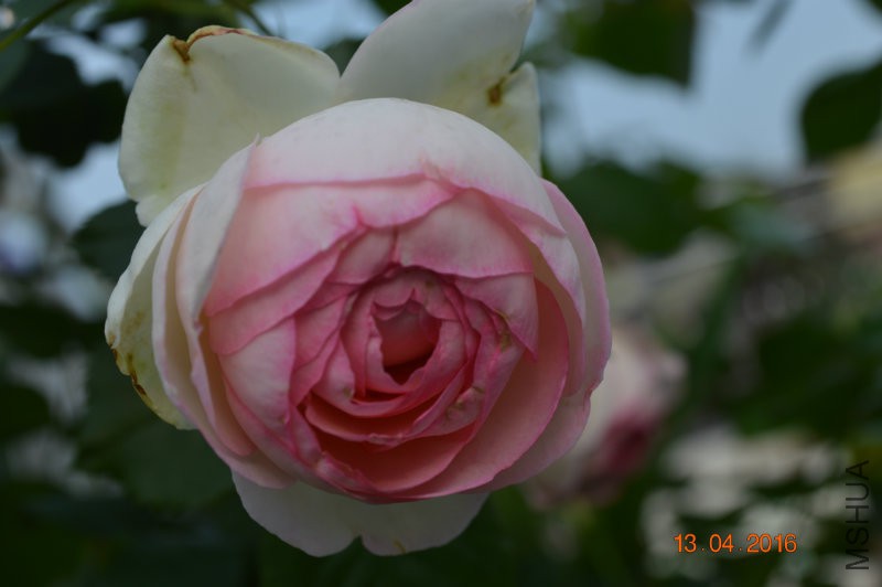DSC_0090.JPG