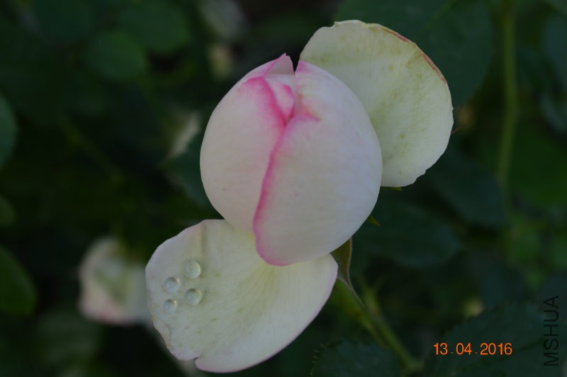 DSC_0091.JPG