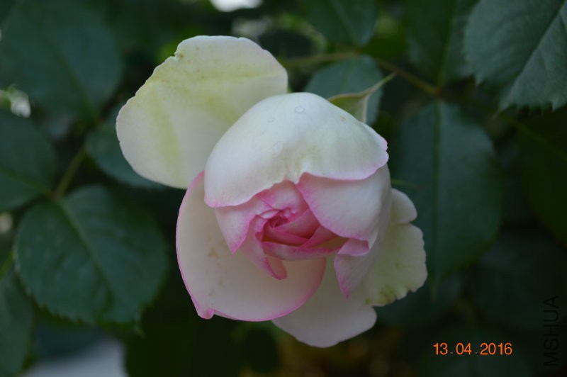 DSC_0092.JPG