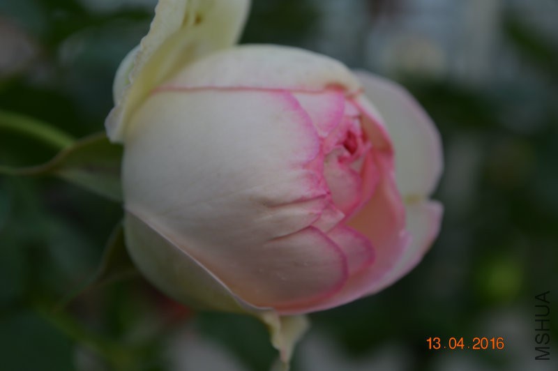 DSC_0087.JPG