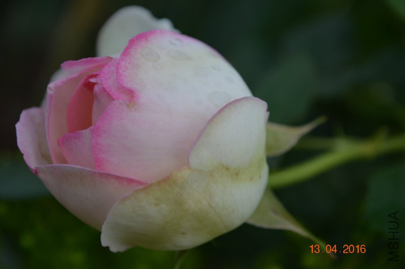 DSC_0088.JPG