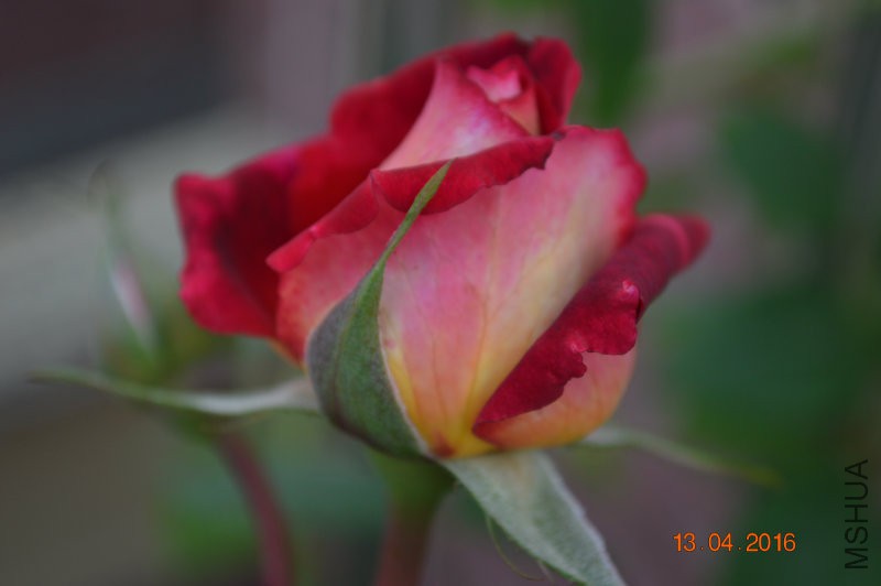 DSC_0110.JPG