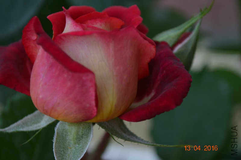 DSC_0112.JPG