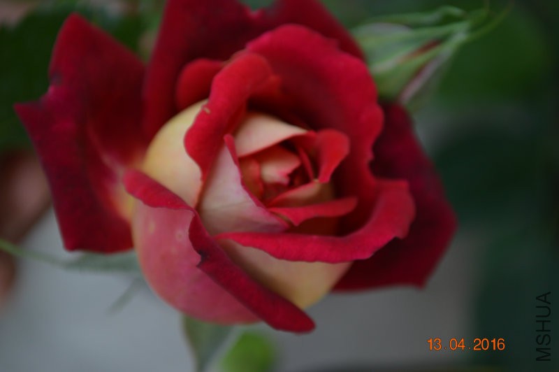 DSC_0113.JPG