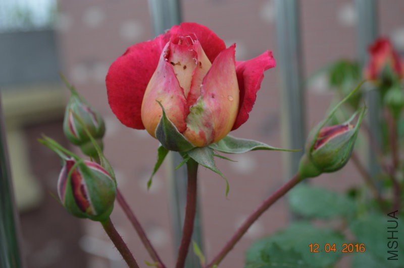 DSC_0062.JPG