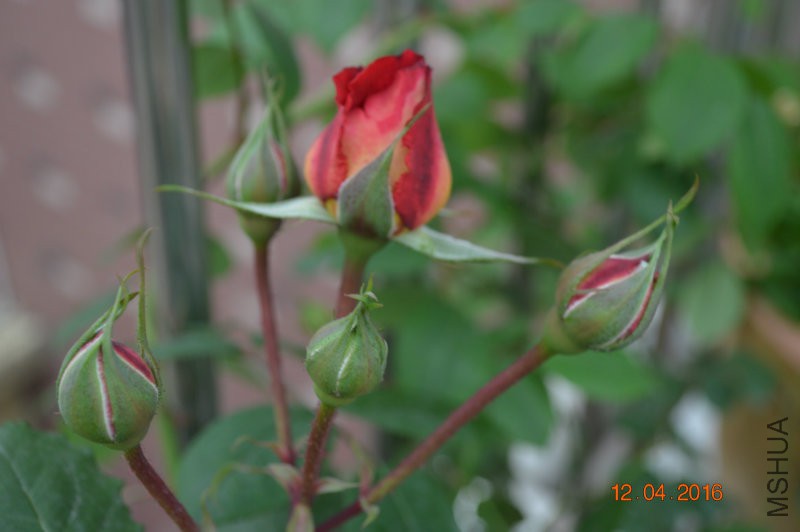 DSC_0063.JPG