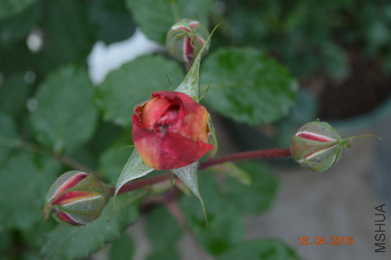 DSC_0064.JPG